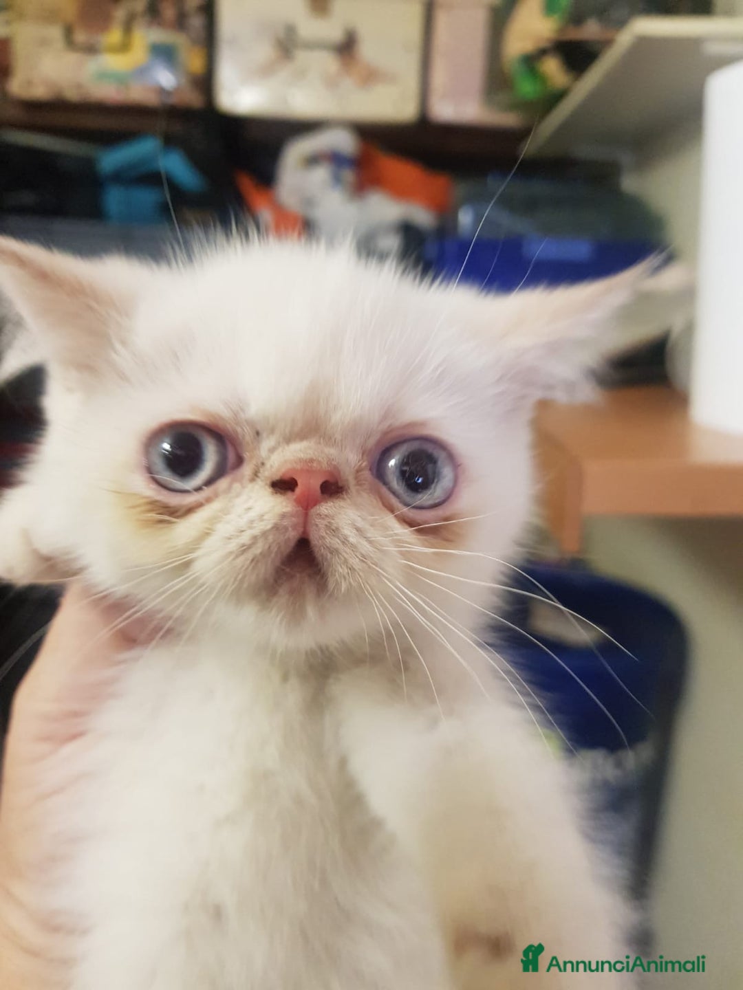 Exotic Shorthair gatti in vendita: Exotic Shorthair  a Città metropolitana di Roma Capitale - Immagine 3