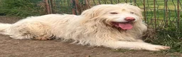 Meticcio cani in regalo: CAMILLO: TRADITO DA CHI AMAVA a Provincia di Ferrara - Annuncio 5