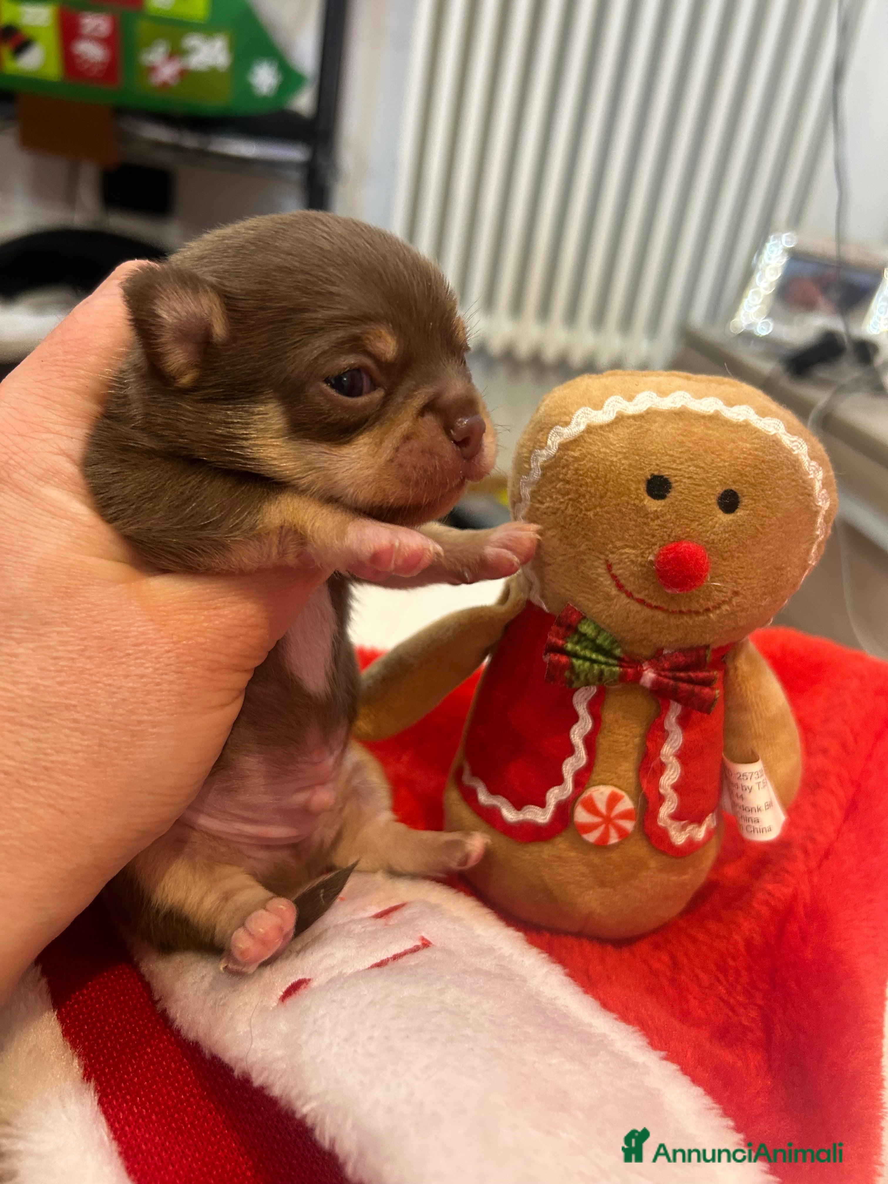 Chihuahua cani Chihuahua pedigree Enci  - Annuncio 2