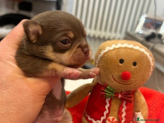 Chihuahua cani Chihuahua pedigree Enci - Annuncio 1