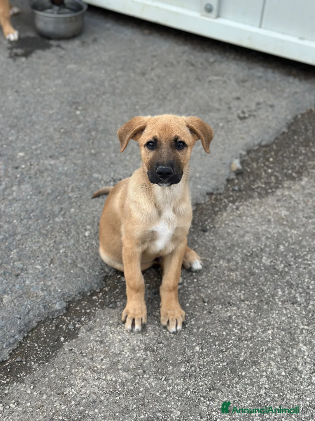 Meticcio cani in regalo: RUDY IN CERCA DI ADOZIONE - Annuncio 6
