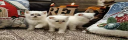 British gatti in vendita: British shorthair e longhair  a Provincia di Monza e della Brianza - Annuncio 8