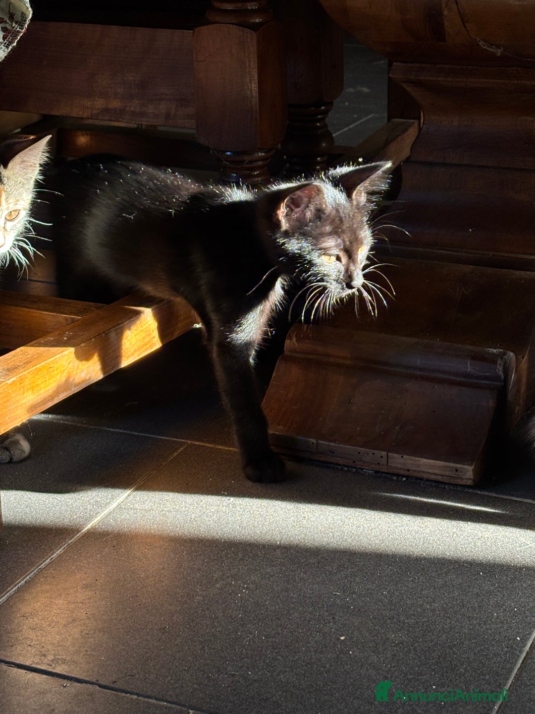 Altre razze gatti in vendita: 7 allegri batuffoli in cerca di casa a Province of Brescia - Immagine 35