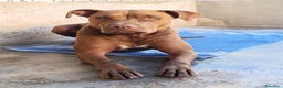 Pitbull cani in regalo: JAGO, GIOVANE PIT TENERO E VITALE  - Annuncio 2