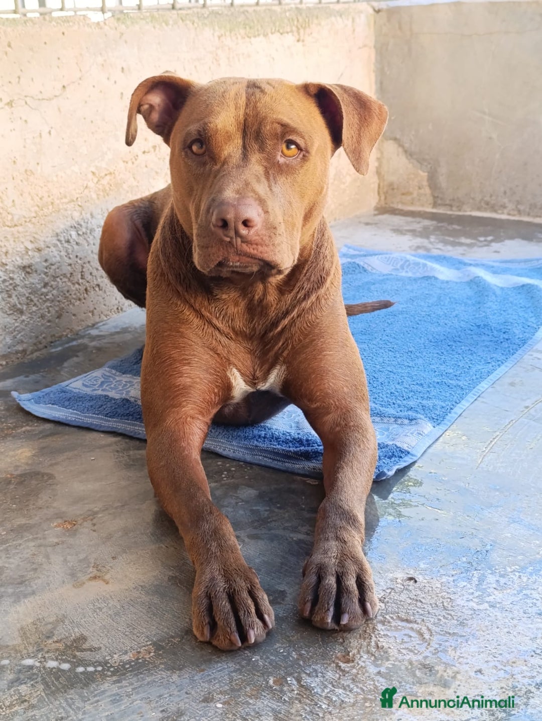 Pitbull cani in regalo: JAGO, GIOVANE PIT TENERO E VITALE  - Annuncio 2
