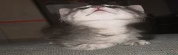 Altre razze gatti in vendita: Gattino (Padre Certosino) - Annuncio 3