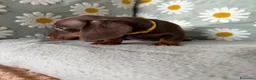 Bassotto cani in vendita: Bassotti Nani  - Annuncio 4