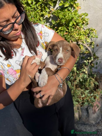 Meticcio cani - Annuncio 18