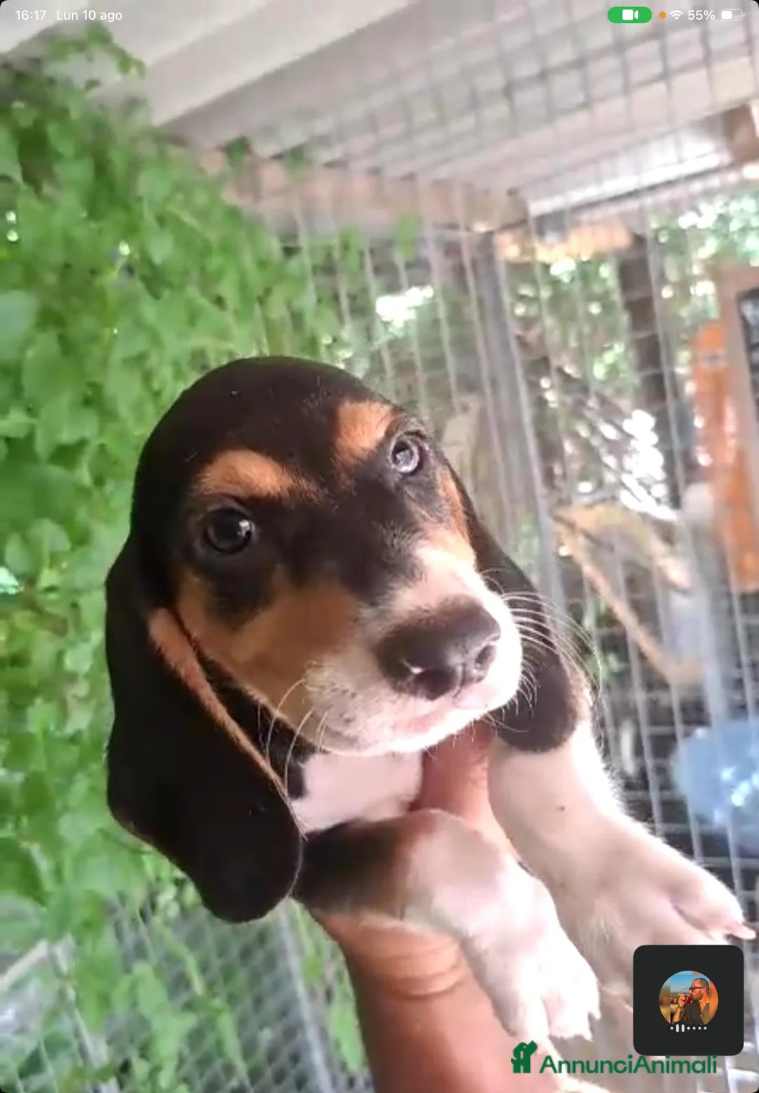 Beagle cani in vendita: CUCCIOLI BEAGLE PRONTI PER LA NUOVA FAMIGLIA - Annuncio 5