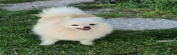 Spitz cani in vendita: Cuccioli di Spitz  - Annuncio 8