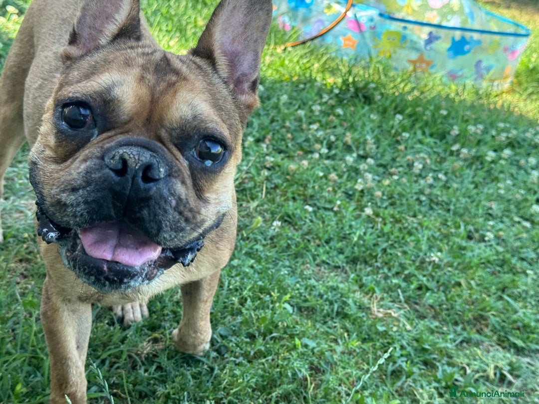 Bulldog Francese cani in regalo: Simil Bouledogue Francese a Provincia di Ferrara - Immagine 12