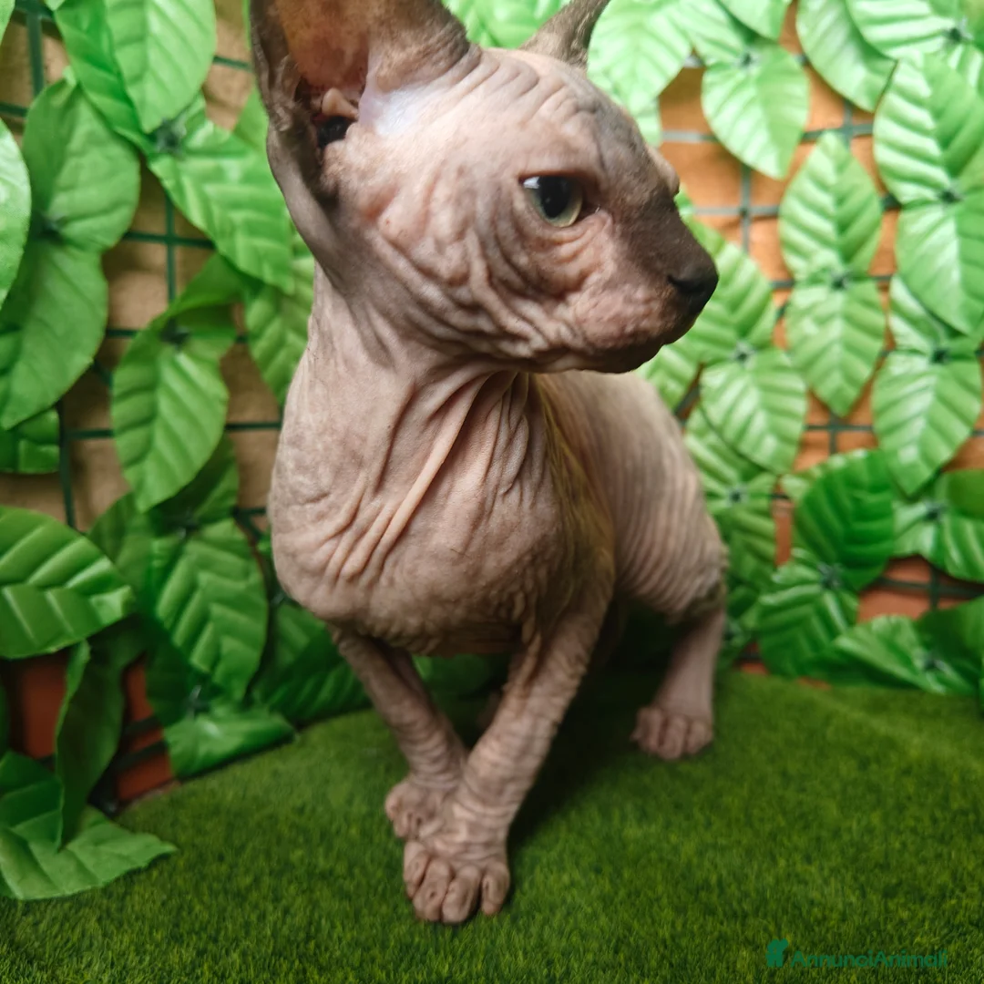 Sphynx gatti in vendita: Cucciola di Canadian Sphynx - Annuncio 5
