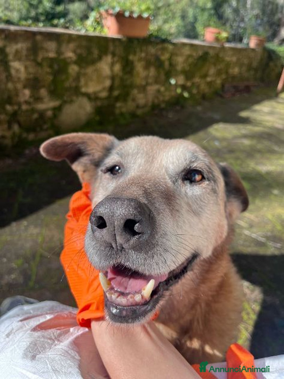 Meticcio cani in regalo: ANGELICA e LUCA 2 anime che cercano riscatto - Annuncio 3