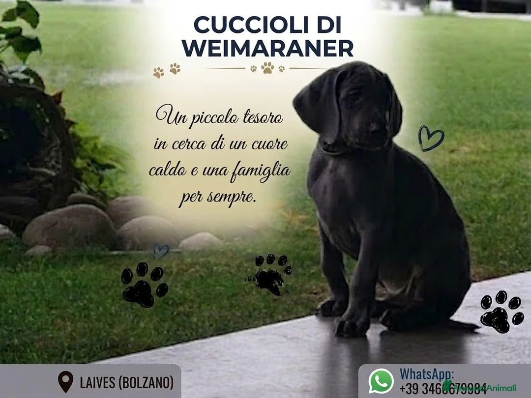 Weimaraner cani in vendita: Weimaraner - Annuncio 3