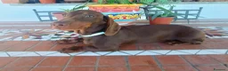 Bassotto cani in vendita: Elegante Bassotto disponibile.  - Annuncio 2