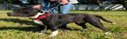 Meticcio cani in regalo: ZARA BELLISSIMA PIT - Annuncio 2
