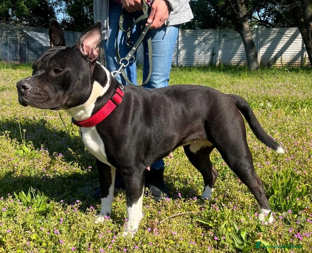 Meticcio cani in regalo: ZARA BELLISSIMA PIT - Annuncio 2