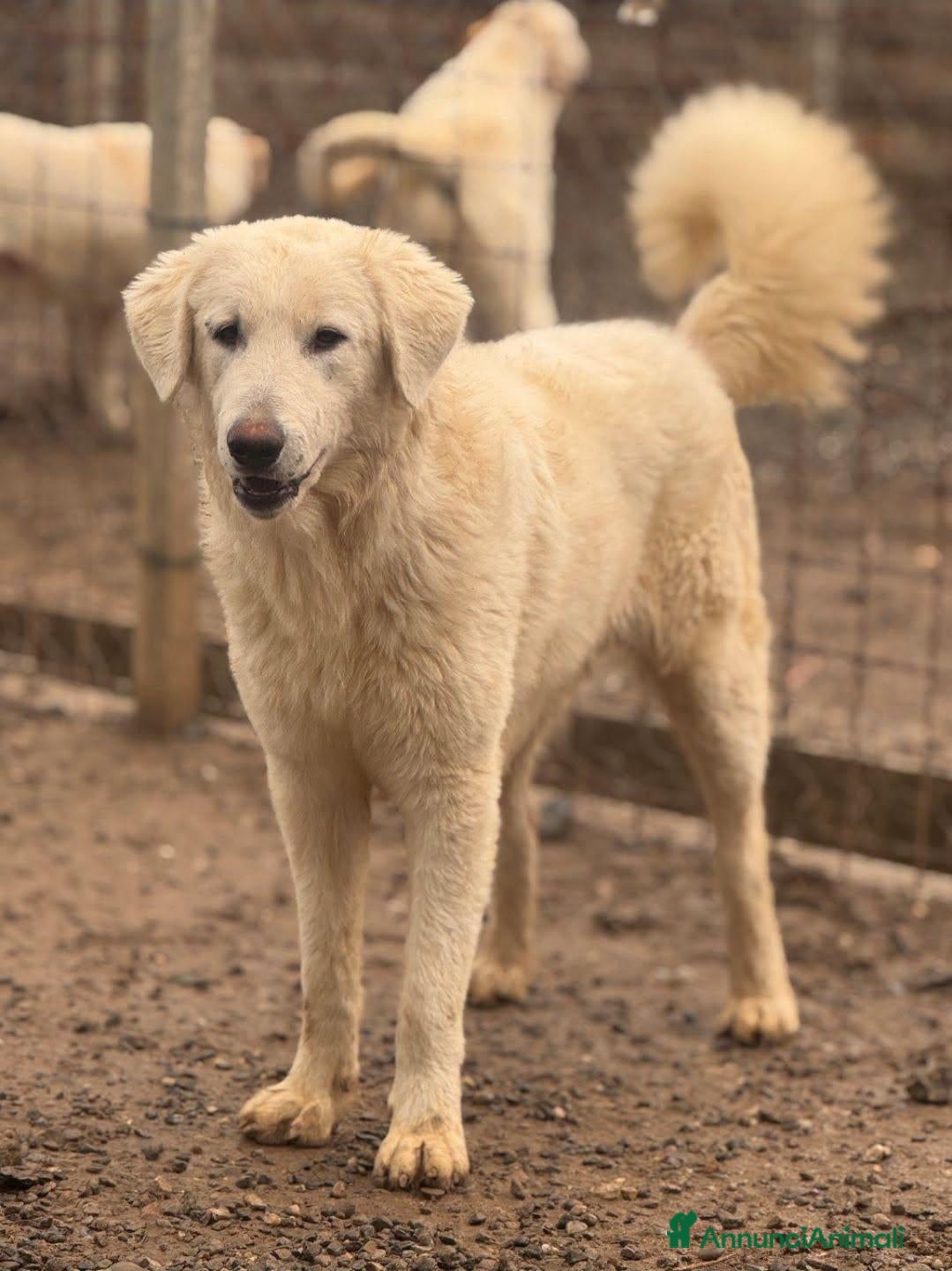 Pastore Abbruzzese Maremmano cani Ford . - Annuncio 1