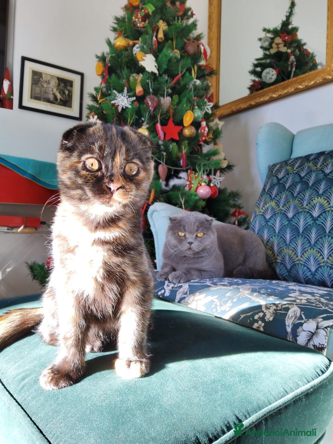 Scottish gatti in vendita: Scottish fold  - Annuncio 1