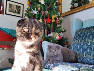 Scottish gatti Scottish fold - Annuncio 1