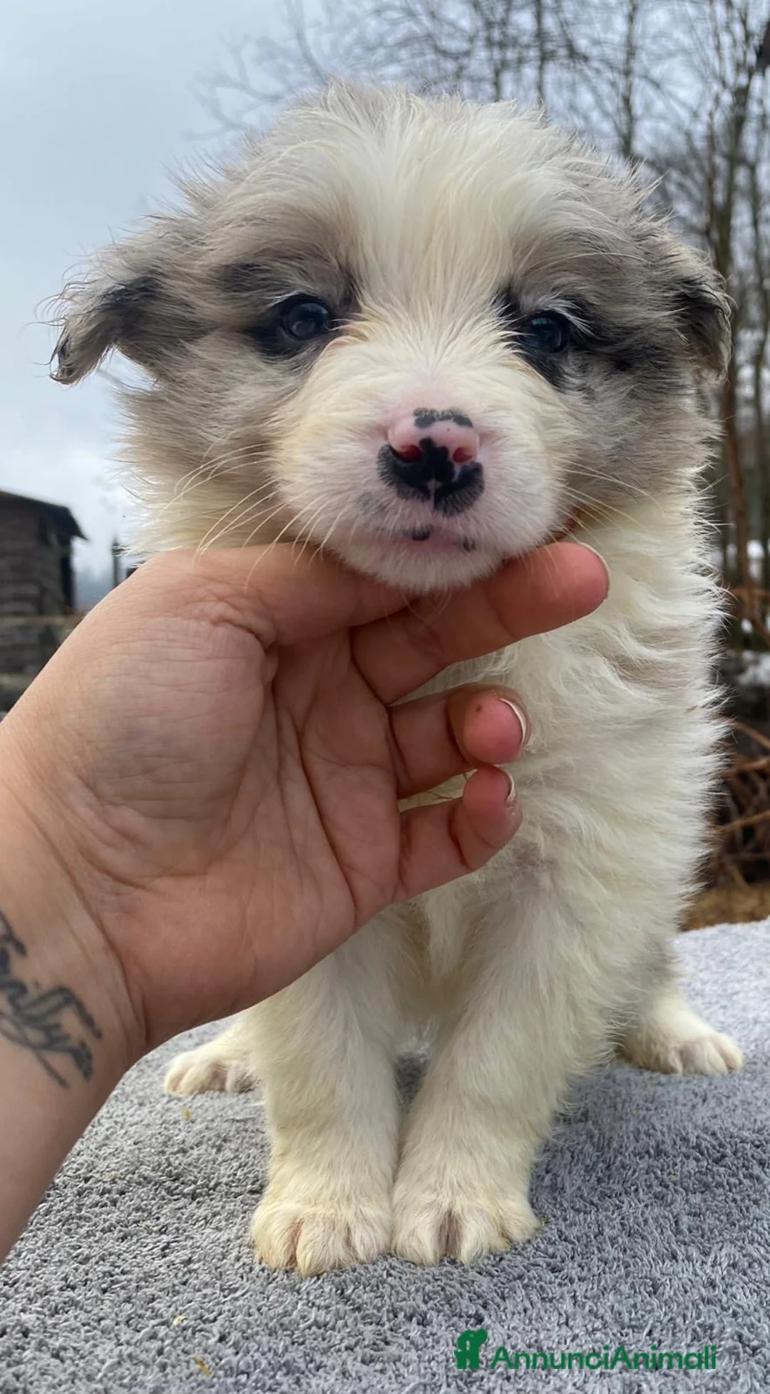Border Collie cani in vendita: Border collie - Annuncio 2