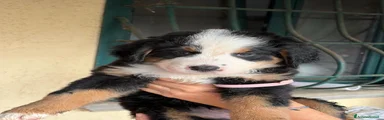 Bovaro del Bernese 5