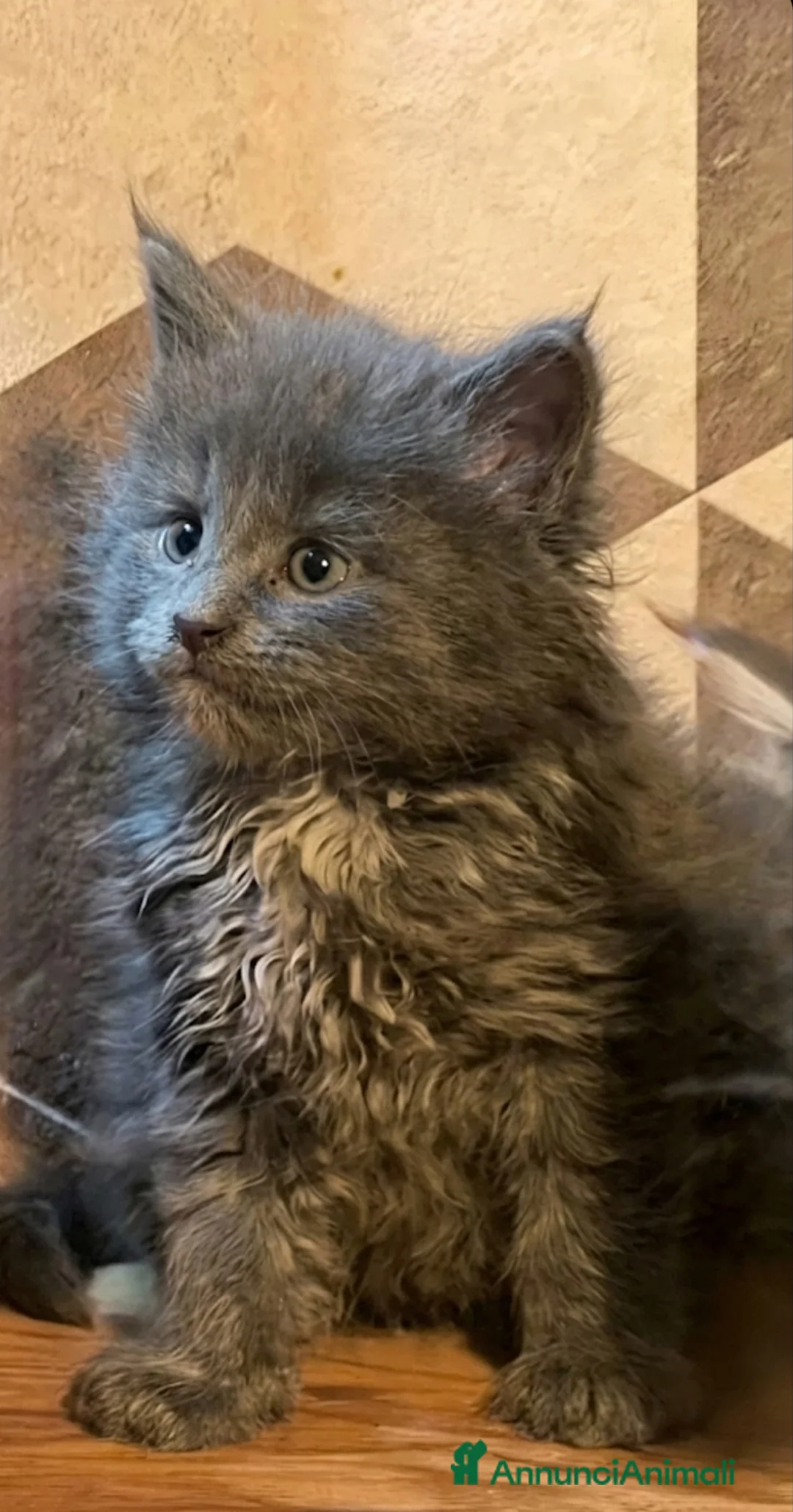 Maine Coon gatti in vendita: Cuccioli di Maine Coon linea russa  - Annuncio 2