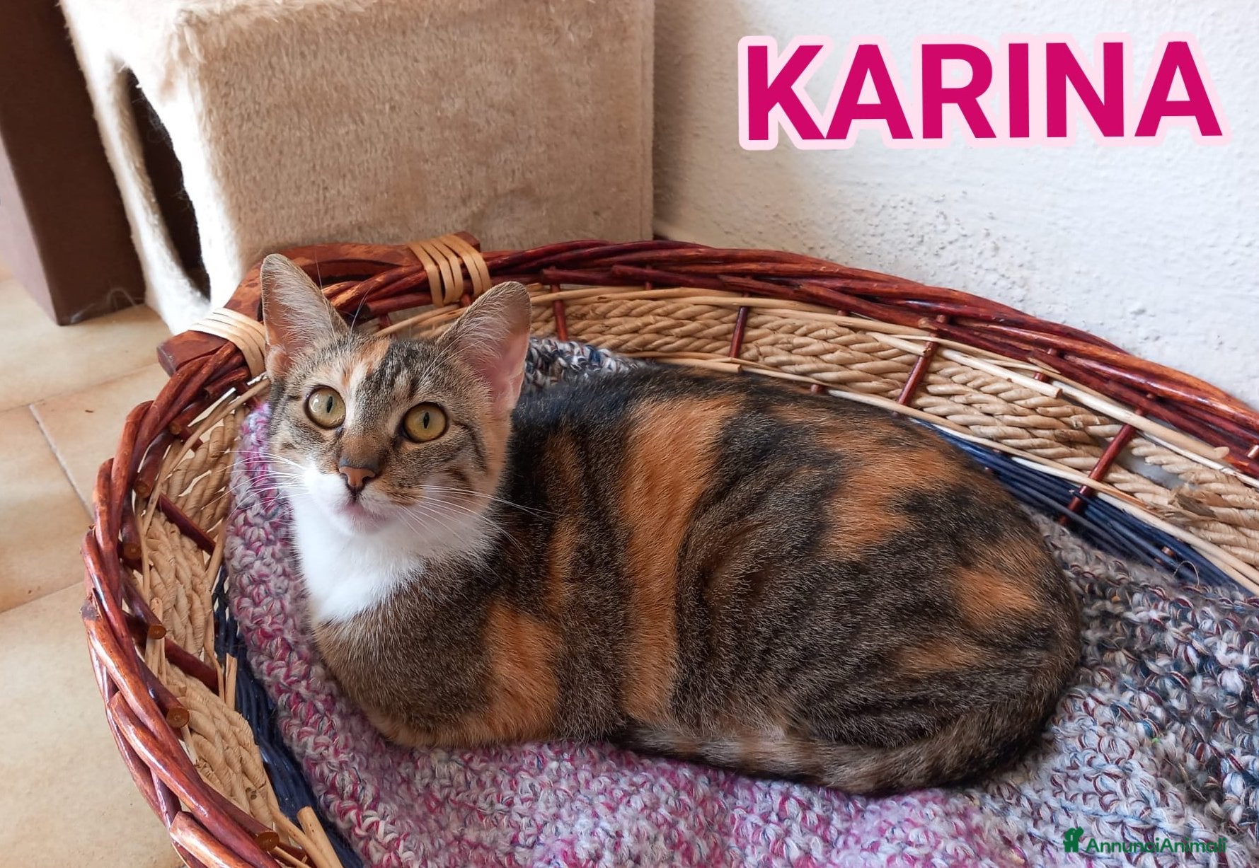 Europeo gatti Karina, dolce micia tricolore in adozione! - Annuncio 7