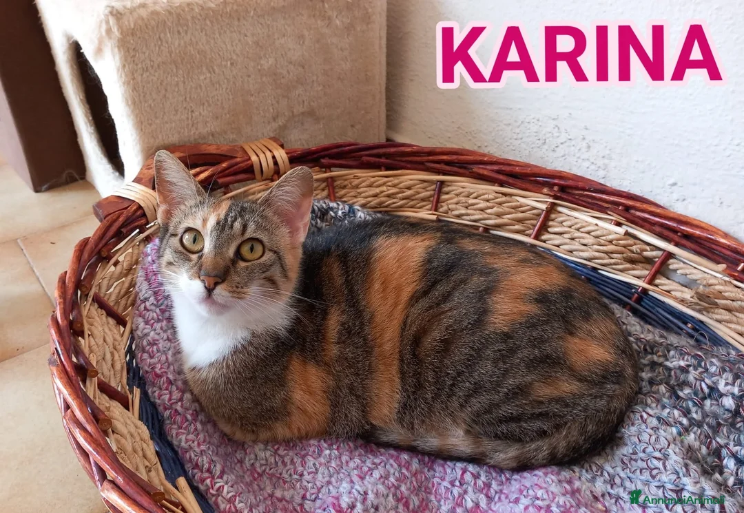 Europeo gatti in regalo: Karina, dolce micia tricolore in adozione! - Annuncio 1