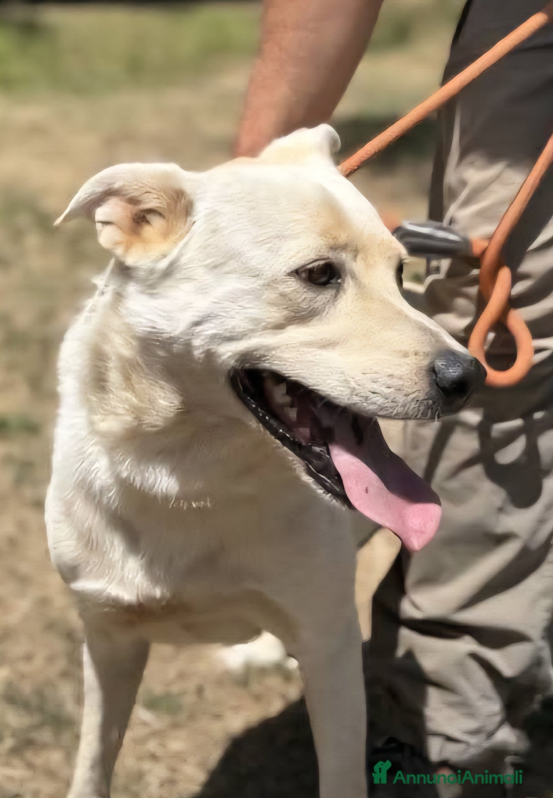 Labrador cani in regalo: Aron cerca casa - Annuncio 4