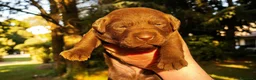 Labrador cani in vendita: Cuccioli di Labrador con Pedigree a Provincia di Varese - Annuncio 3