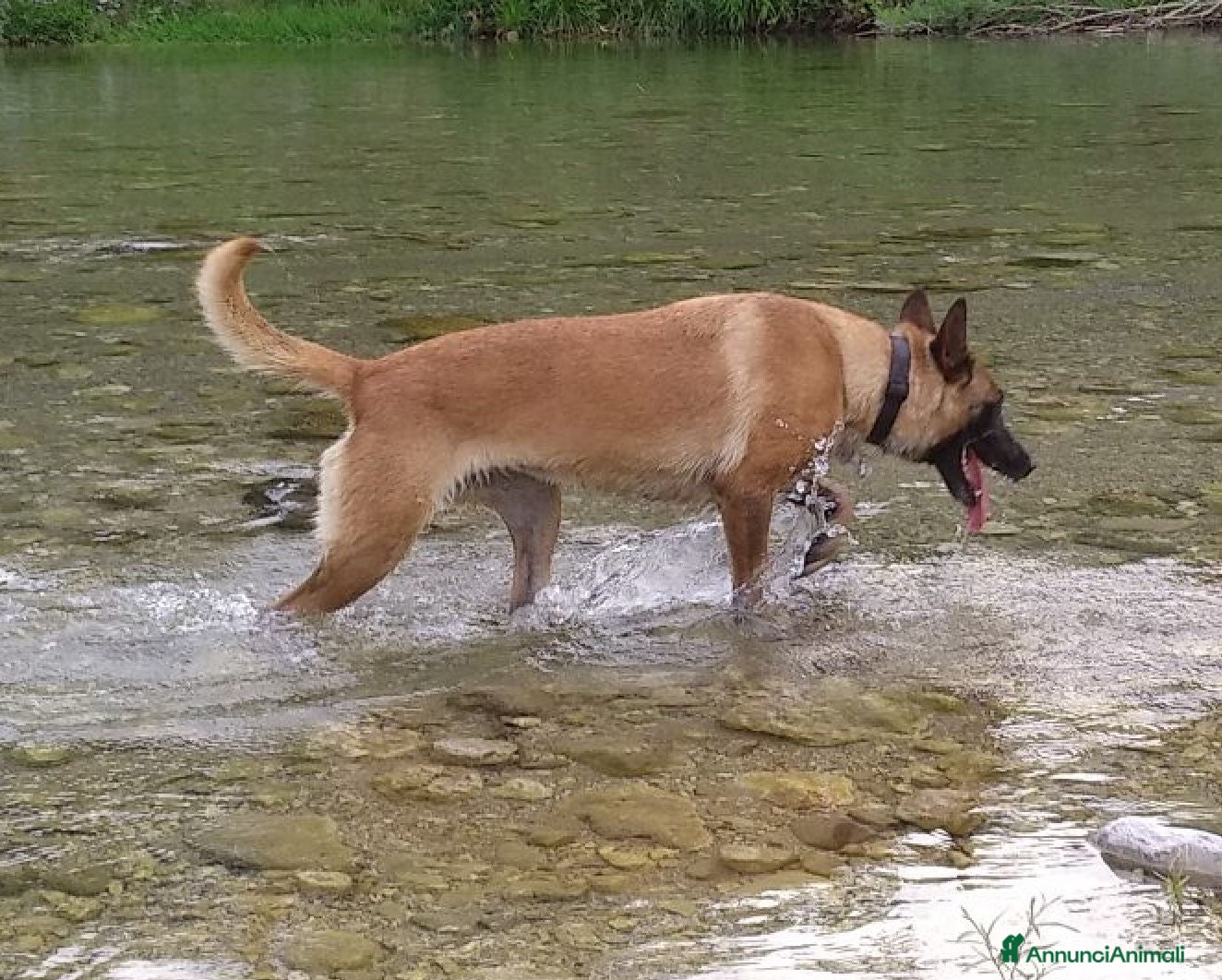 Pastore Belga cani Pastore Belga – Malinois - Annuncio 1