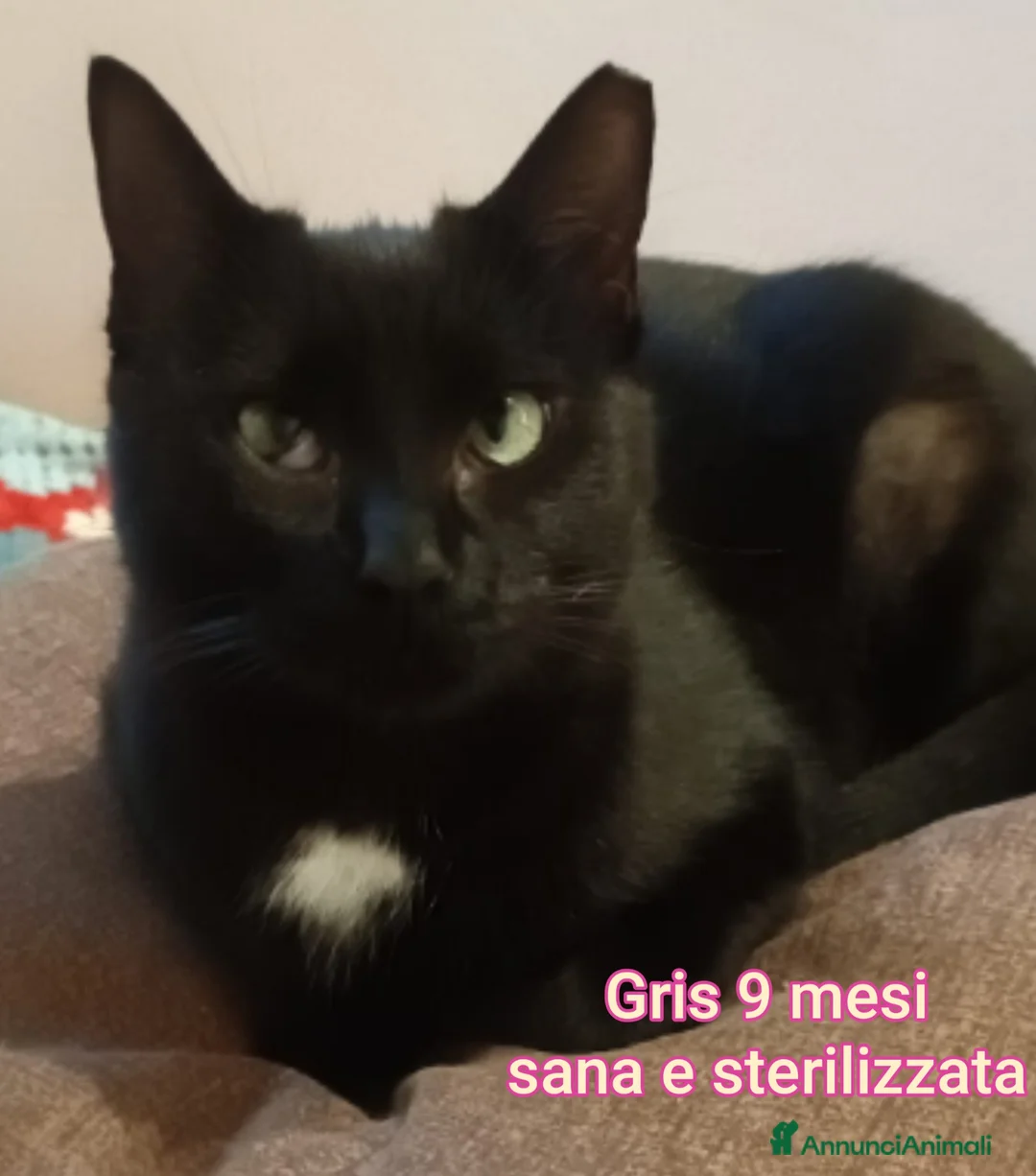 Altre razze gatti in regalo: TANTI MICINI SOLI! - Annuncio 7