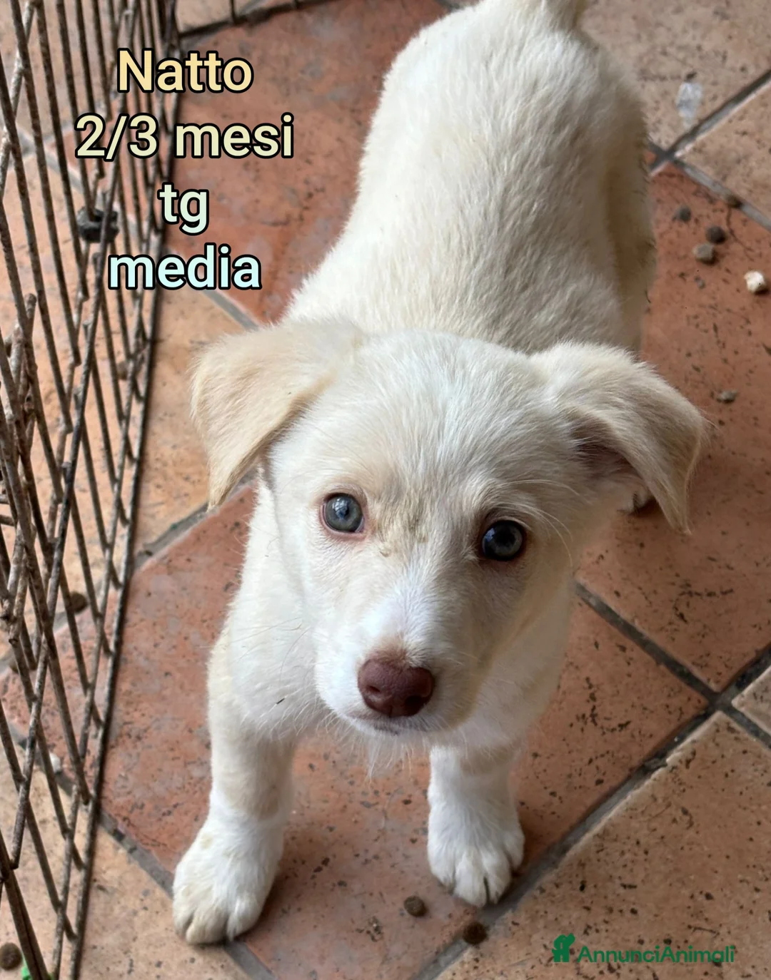 Meticcio cani in regalo: CUCCIOLI BISOGNOSI IN CERCA D'AMORE  - Annuncio 5