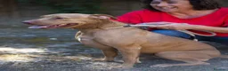 Pitbull cani in regalo: KIRA DAL DIVANO AL CANILE, IN ADOZIONE - Annuncio 4