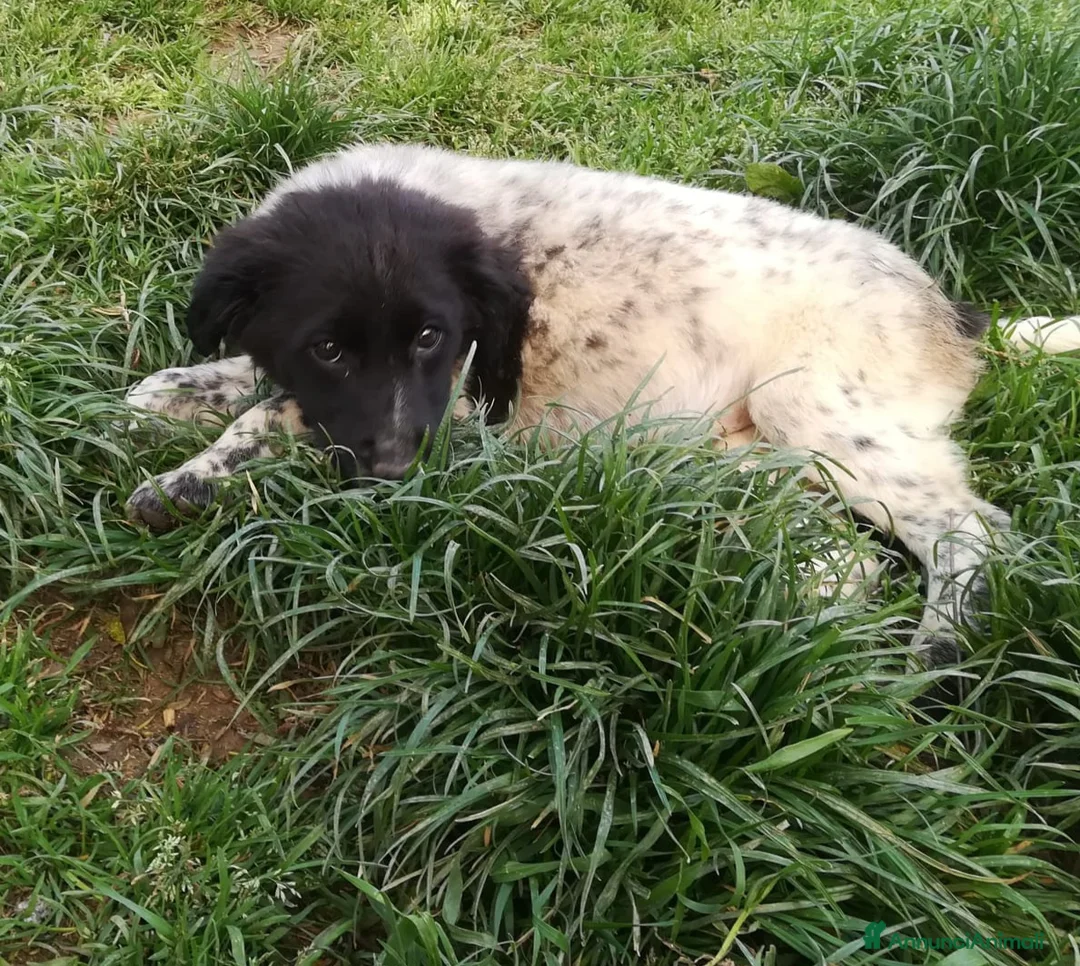Meticcio cani in regalo: TRILLY MIX SETTERINA/BORDER COLLIE  a Provincia di Varese - Annuncio 1
