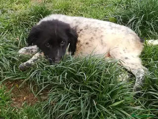 Meticcio cani TRILLY MIX SETTERINA/BORDER COLLIE - Annuncio 23