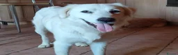 Meticcio cani in regalo: Cody, giovanotto bravo con tutti - Annuncio 3