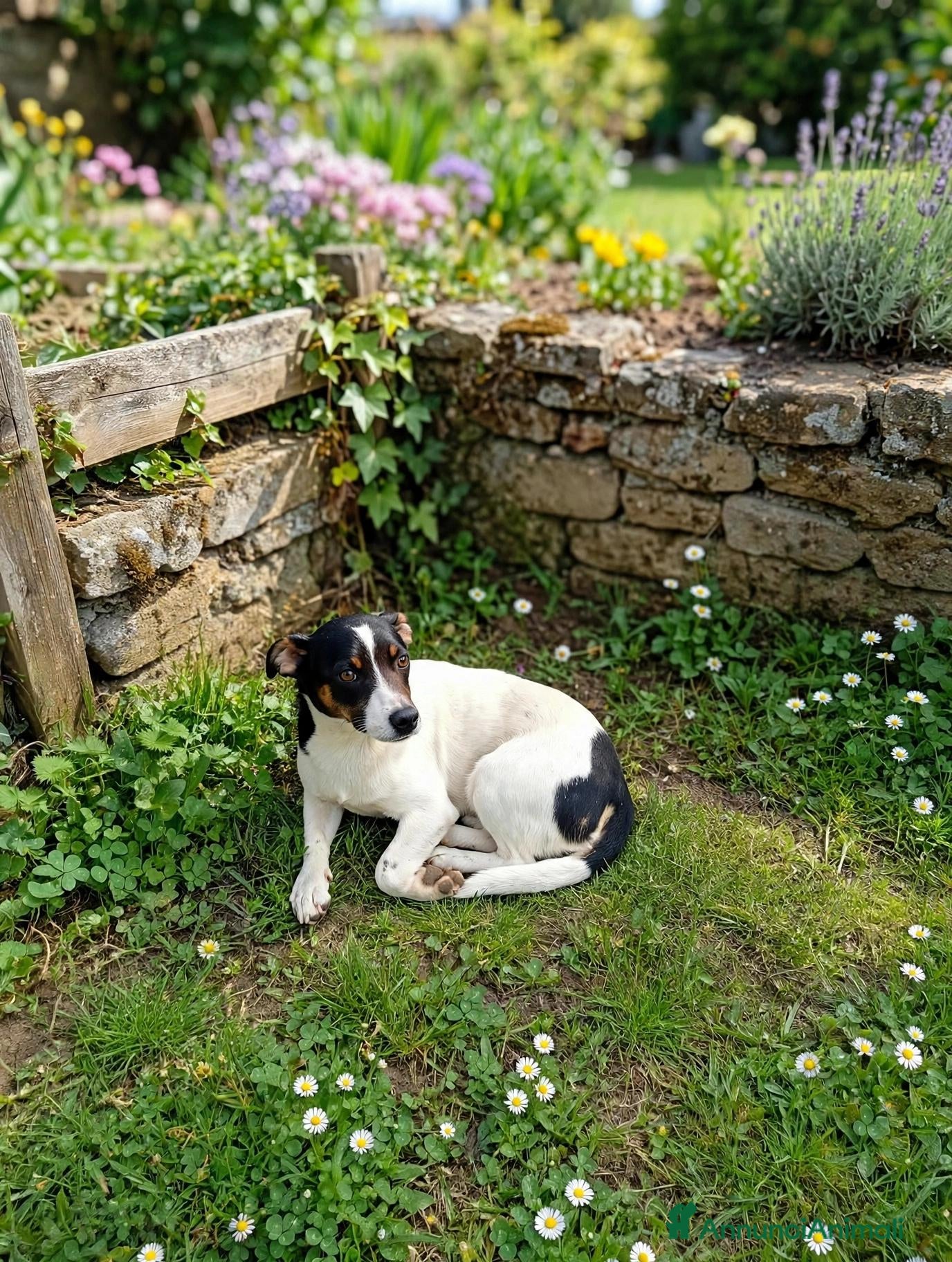 Meticcio cani Cucciolo di taglia media piccola  - Annuncio 18