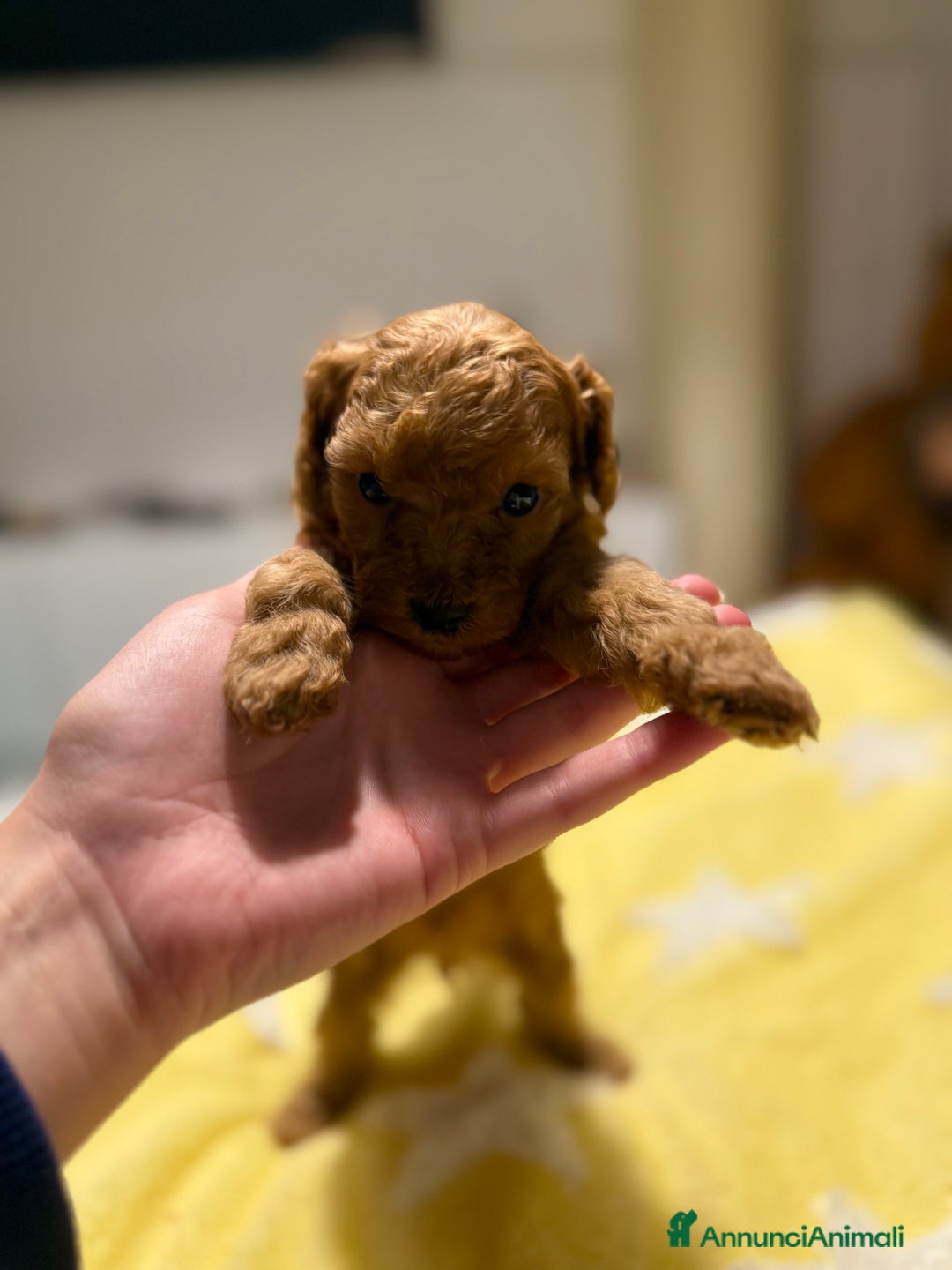 Barboncino Toy cani in vendita: Cuccioli barboncino toy e mini toy red - Annuncio 4