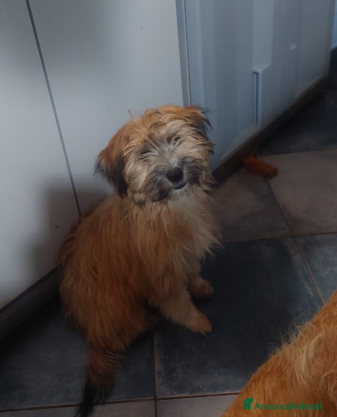 Yorkshire cani in regalo: Birba e Bobby , 5mesi tg piccola aspettano casa - Annuncio 4