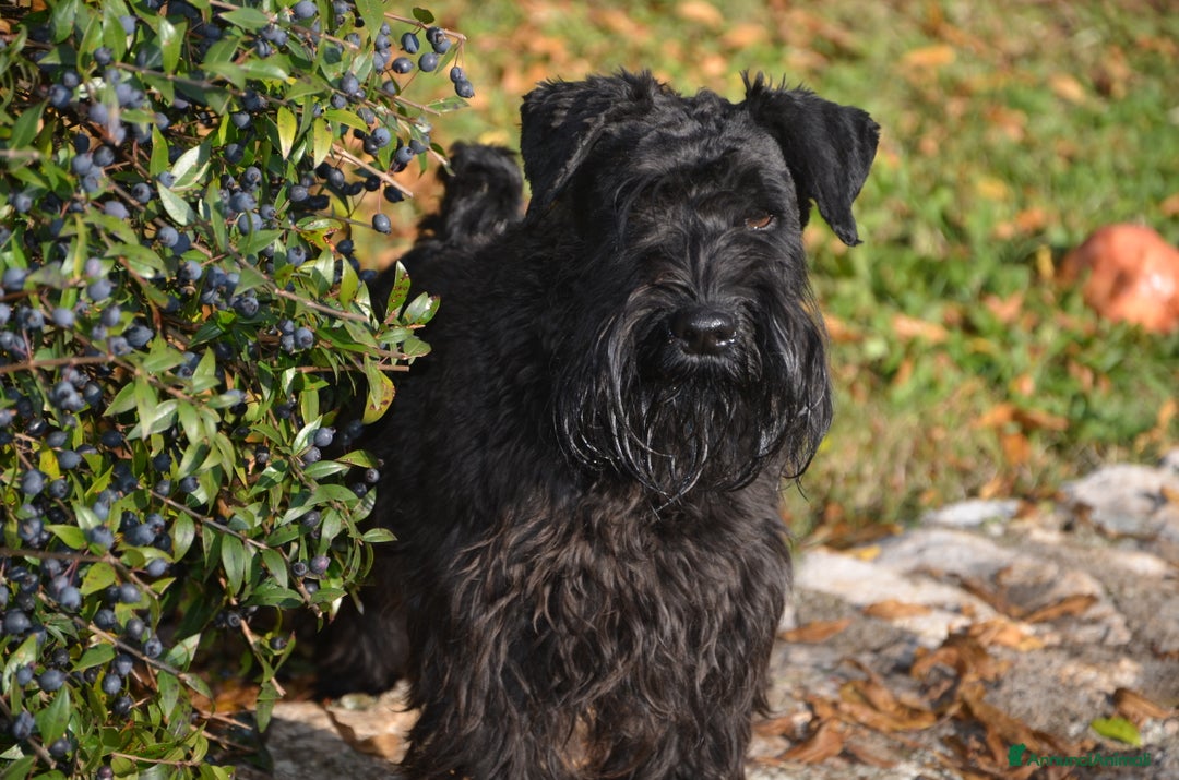 Mini Schnauzer cani in vendita: cucciolo schnauzer nano - Annuncio 5