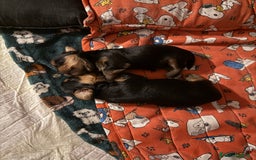 Yorkshire cani in vendita: cucciolo yourkshire terrier  a Città Metropolitana di Bologna - Immagine 4