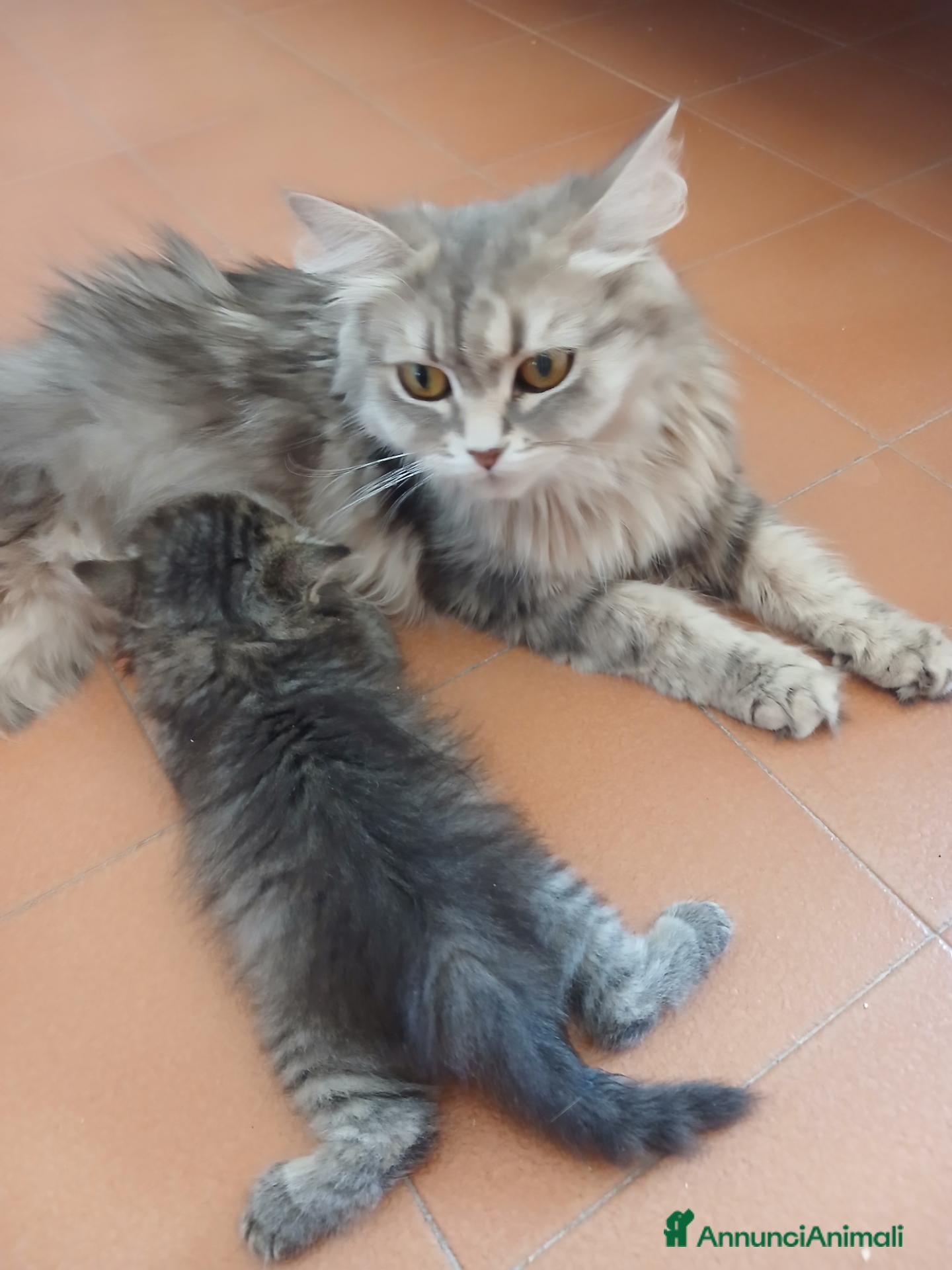 Siberiano gatti Bellissimo cucciolo siberiano - Annuncio 1