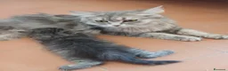 Siberiano gatti in vendita: Bellissimo cucciolo siberiano a Città Metropolitana di Bologna - Annuncio 1
