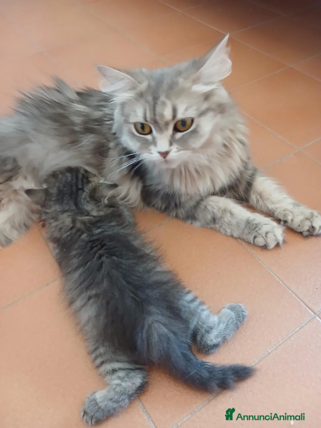 Siberiano gatti in vendita: Bellissimo cucciolo siberiano a Città Metropolitana di Bologna - Annuncio 1