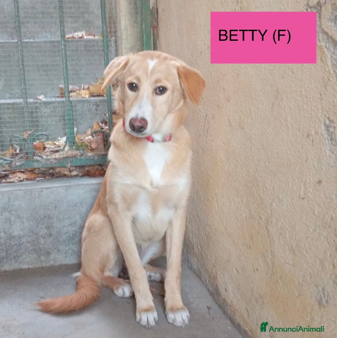 Meticcio cani in regalo: Cuccioli di 5 mesi rinchiusi in box meritano amore - Annuncio 4