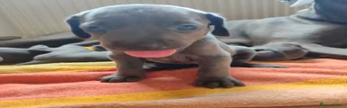 Weimaraner 1