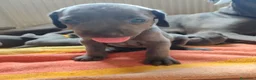 Weimaraner cani in vendita: Weimaraner blu - Annuncio 14
