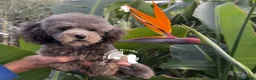 Barboncino Toy cani in vendita: Barboncino toy tre quarti di luna - Annuncio 3